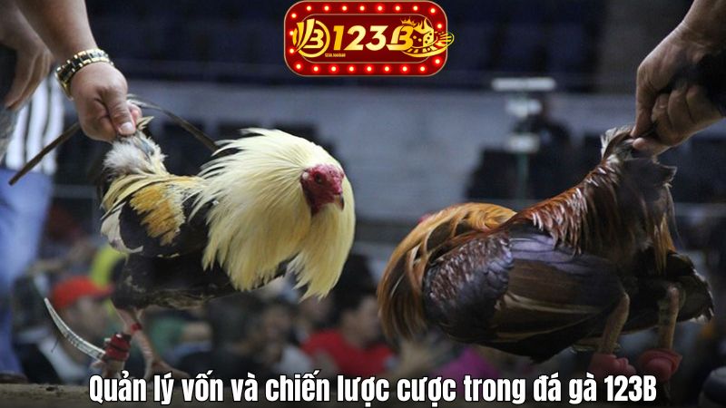 Quản lý vốn và chiến lược cược trong đá gà 123B