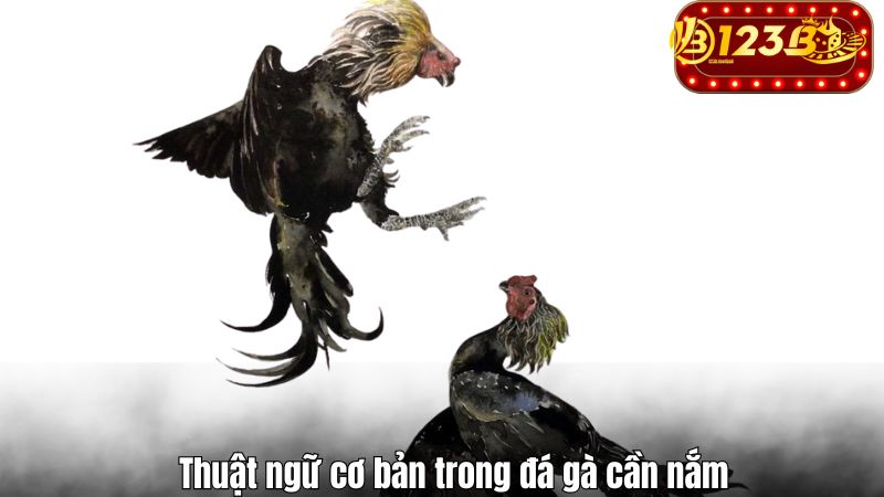 Thuật ngữ cơ bản trong đá gà cần nắm
