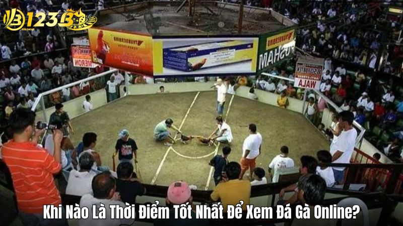 Khi Nào Là Thời Điểm Tốt Nhất Để Xem Đá Gà Online?