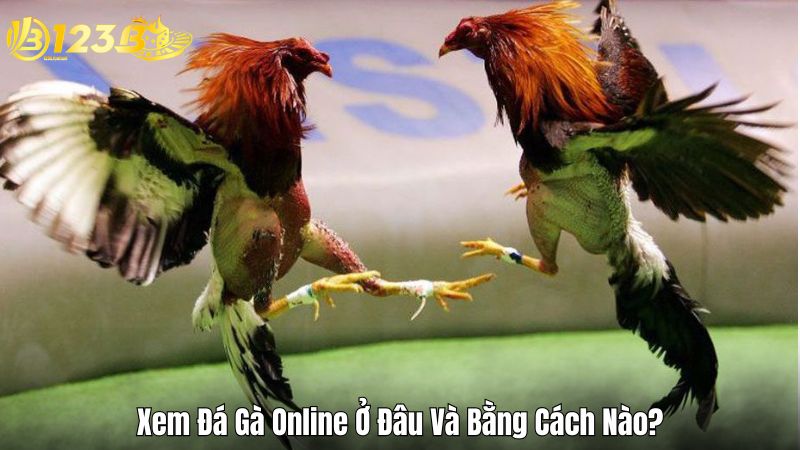 Xem Đá Gà Online Ở Đâu Và Bằng Cách Nào?