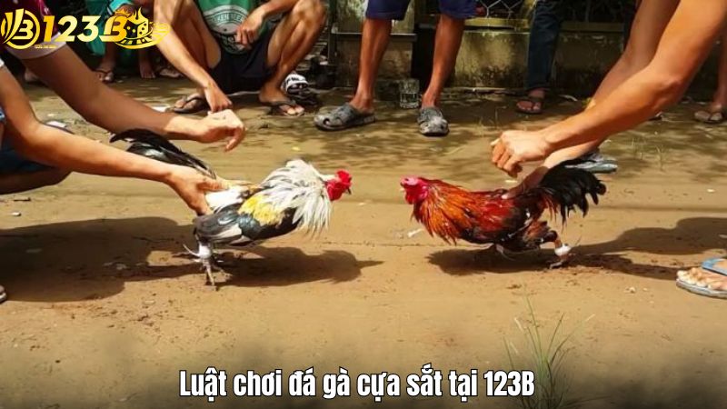 Luật chơi đá gà cựa sắt tại 123B
